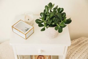 پرورش و نگهداری گیاه یشمی