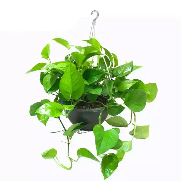 پیچ خوردن برگ پوتوس