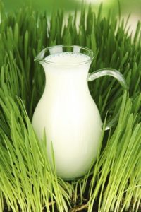 مزایای کوددهی با شیر: نحوه استفاده از کود شیر در گیاهان
