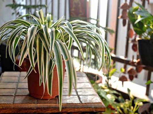 علت زرد شدن گل گندم