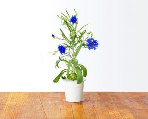 علت زرد شدن گل گندم