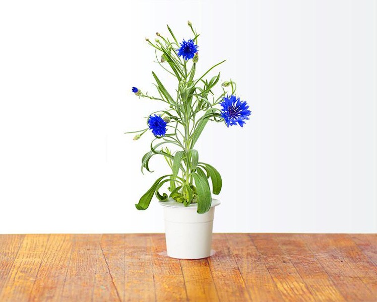 علت زرد شدن گل گندم