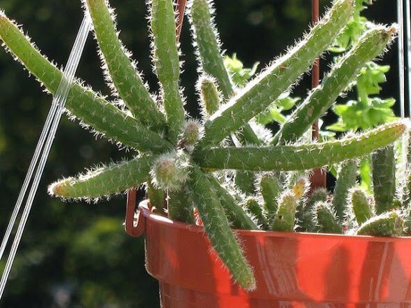 بیماری های موجود در گیاه به علت قرمز شدن کاکتوس ماری