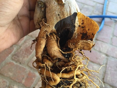 مراقبت از ریشه در زمان انتقال گیاه 