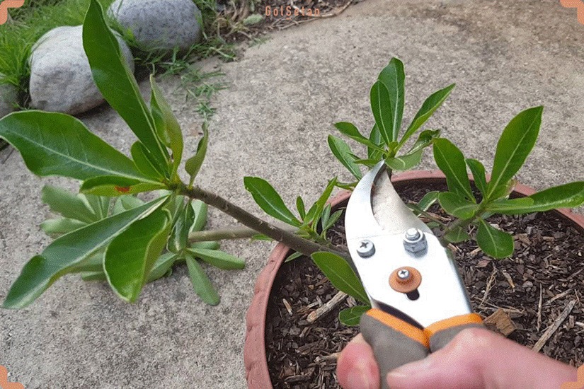 ترفند پرورش گل آدنيوم با استفاده از قلمه زدن