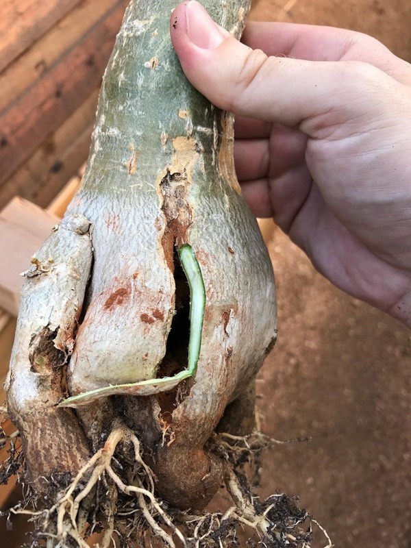 پوسیدگی ریشه آدنیوم