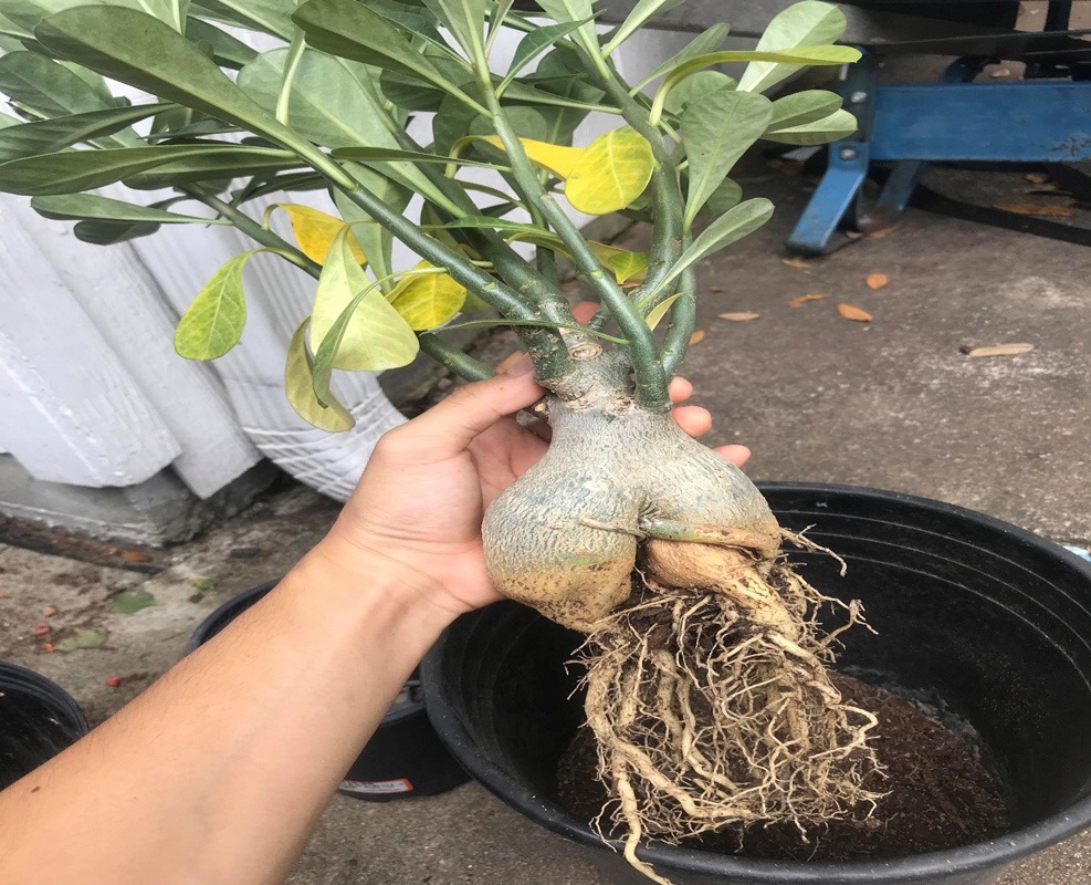 درمان پوسیدگی ریشه آدنیوم