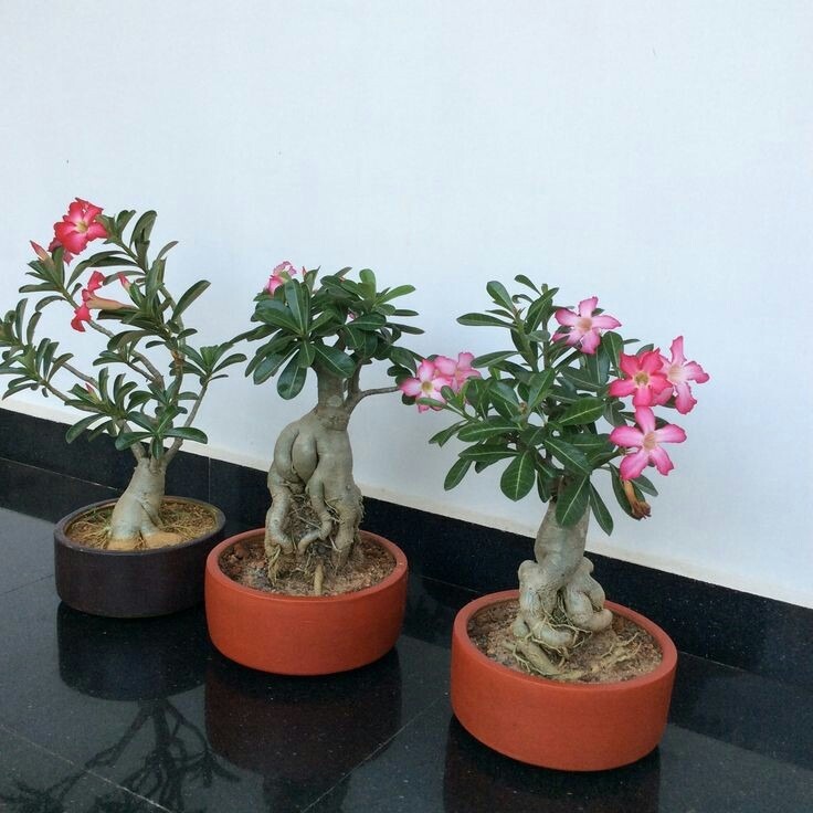  زمان گل دهی آدنیوم اوبسام