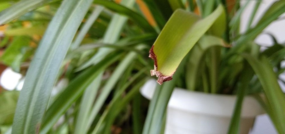 علت زرد شدن گل گندم