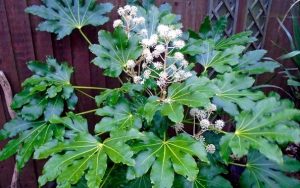 علت زرد شدن برگ گل آرالیا