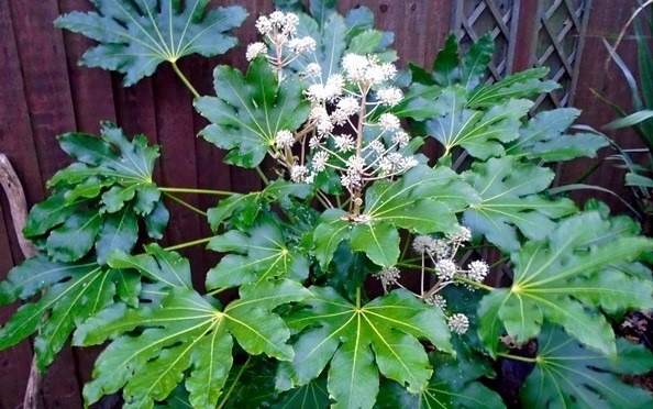 علت زرد شدن برگ گل آرالیا