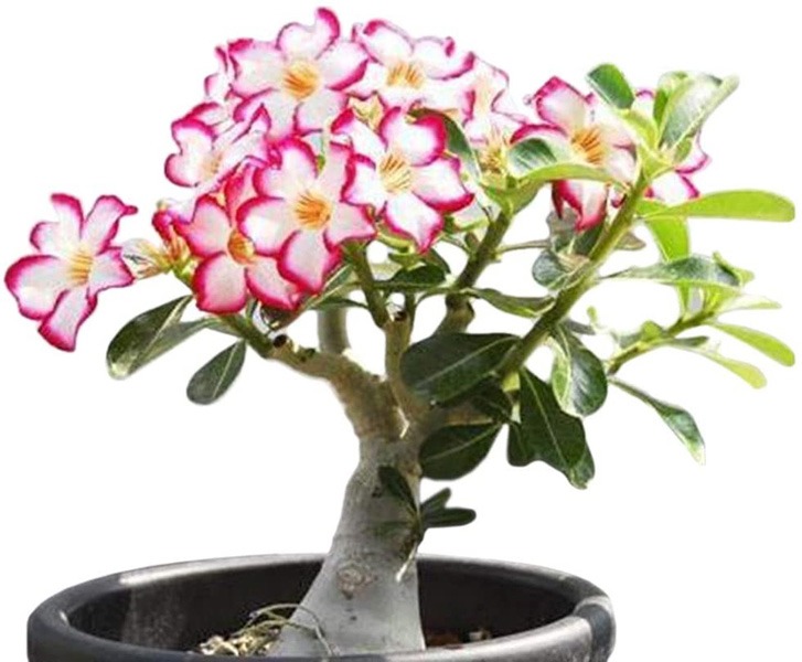ذخیره آب توسط گل آدنیوم