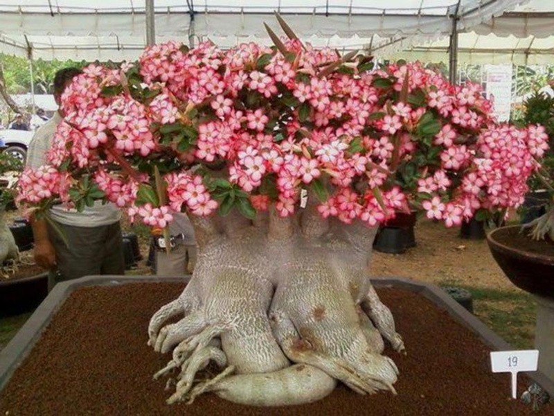 کود دهی به گل آدنيوم