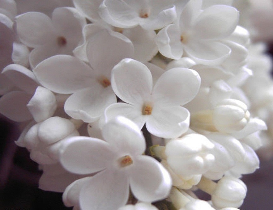 نگهداری از گل یاسمن
