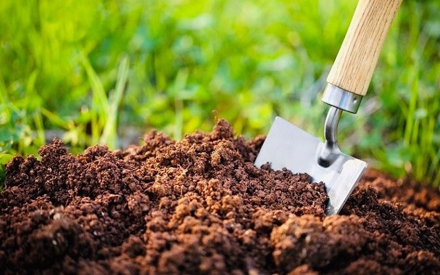 گیاه کلیویا یا گل خورشیدی