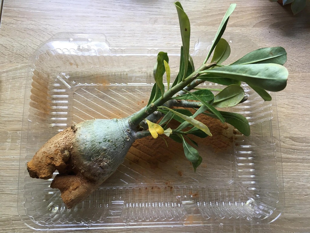 پوسیدگی ریشه آدنیوم