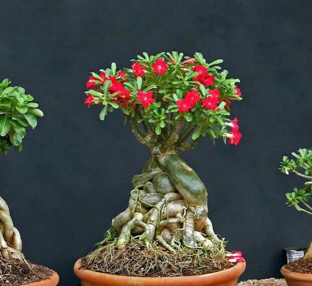 زمان گل دهی آدنیوم اوبسام