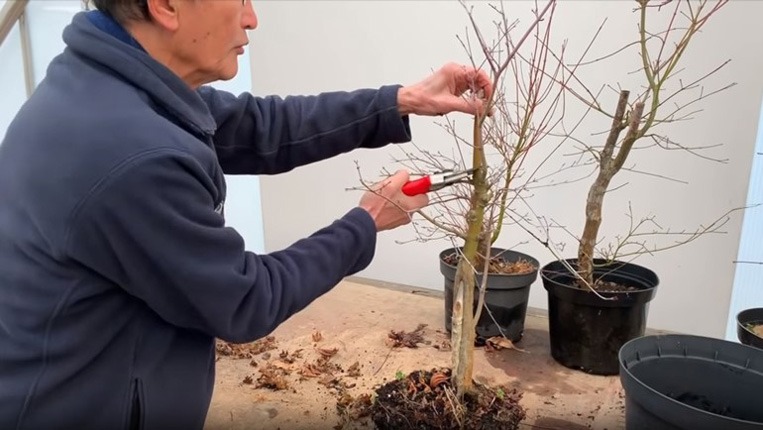 تنها زمانی باید گیاه افرا را هرس کرد که برگ یا ساقه ای خشک شده داشته باشد