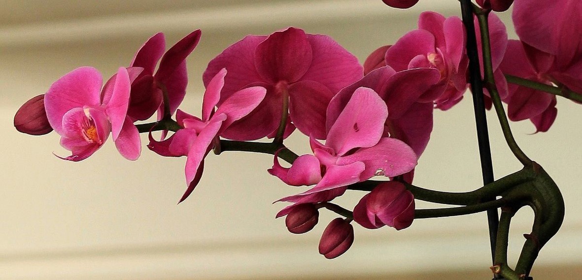 نگهداری از گیاه ارکیده در آپارتمان