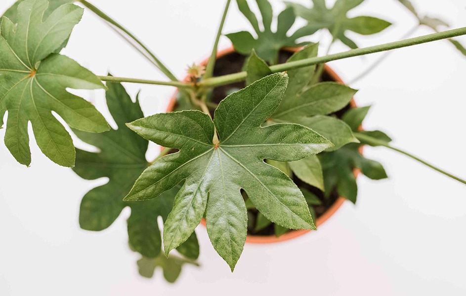 علت زرد شدن برگ گل آرالیا