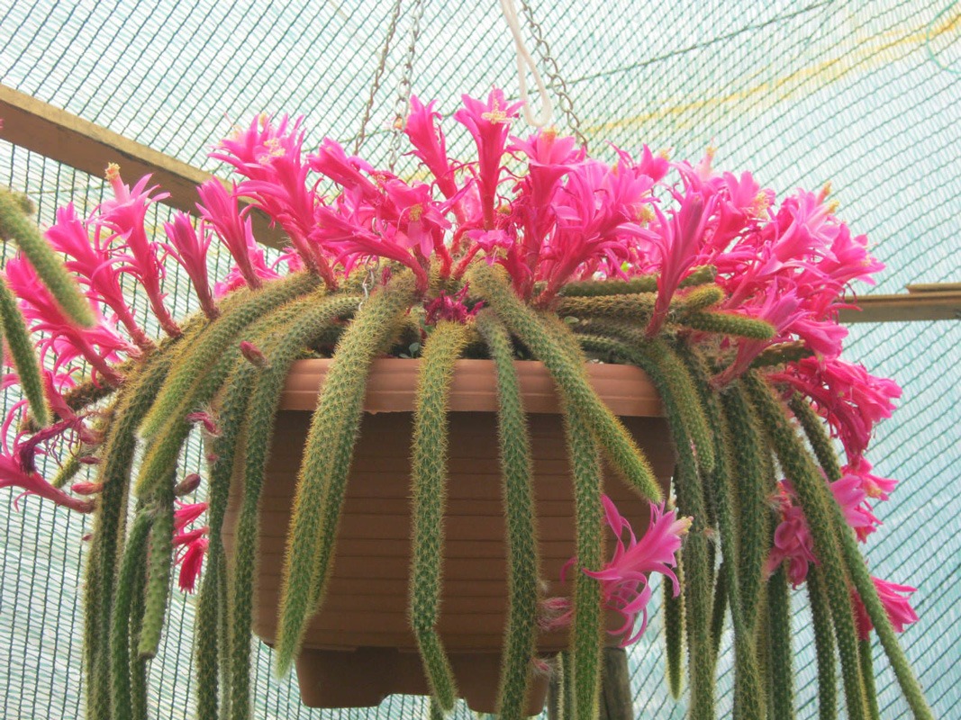 میزان نور کافی برای کاکتوس