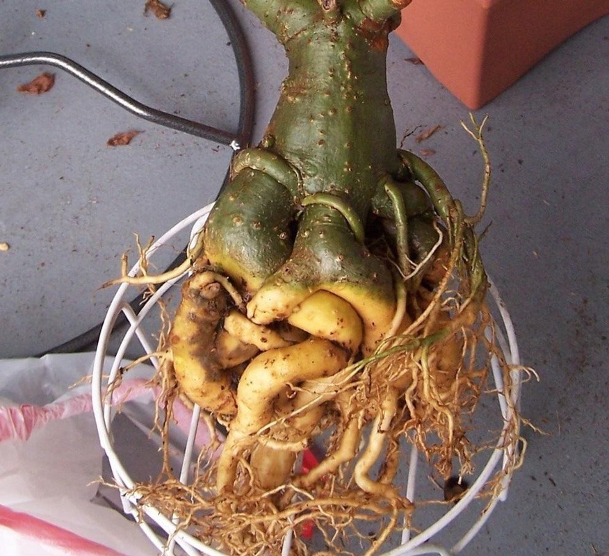 توجه به رنگ ریشه برای پوسیدگی آن 