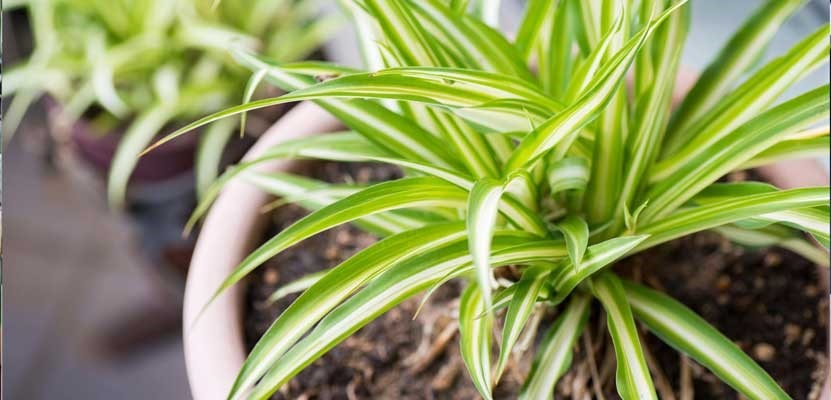 علت زرد شدن گل گندم