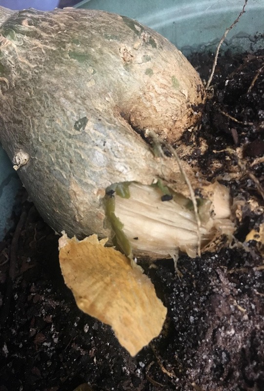 پوسیدگی ریشه به دلیل آب بیش از حد