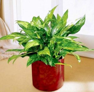 علت زرد شدن برگ آگلونما