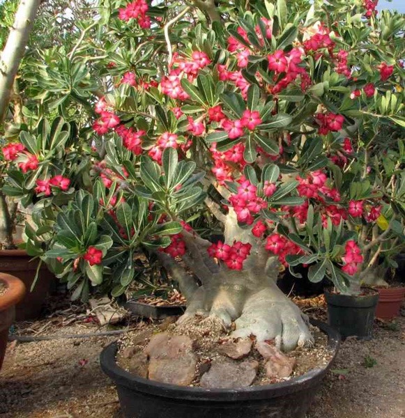 تاثیر وضعیت ریشه در فرایند گل دهی 