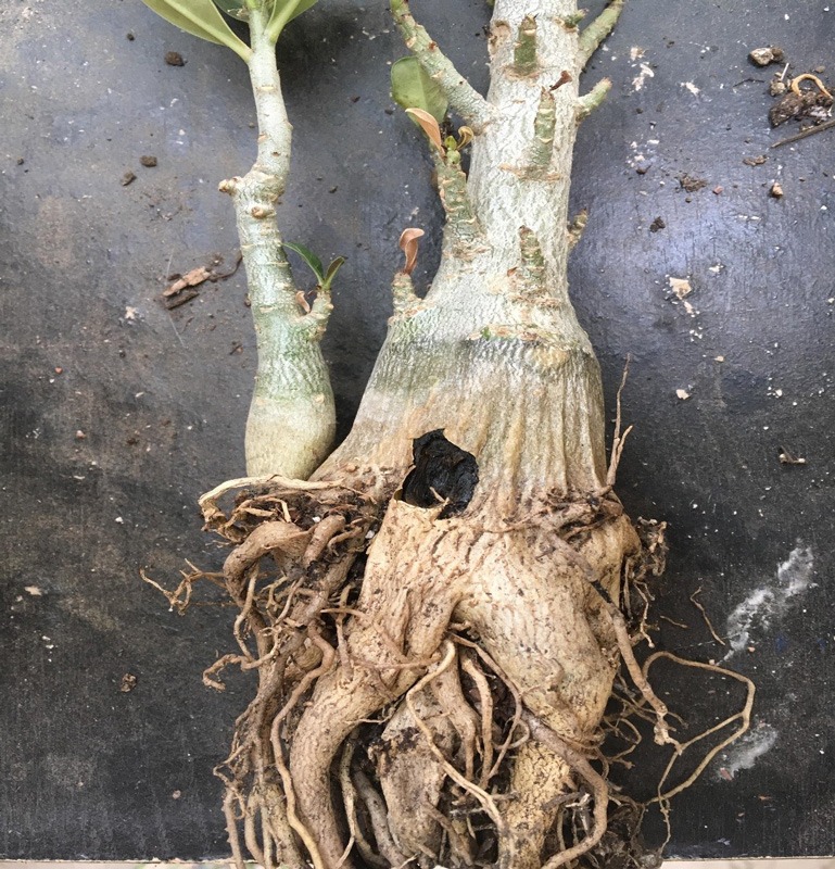 ضدعفونی کرد ریشه برای رفع قارچ 