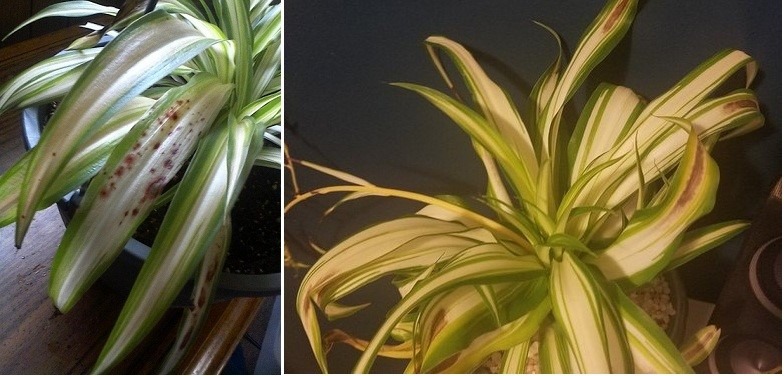 علت زرد شدن گل گندم