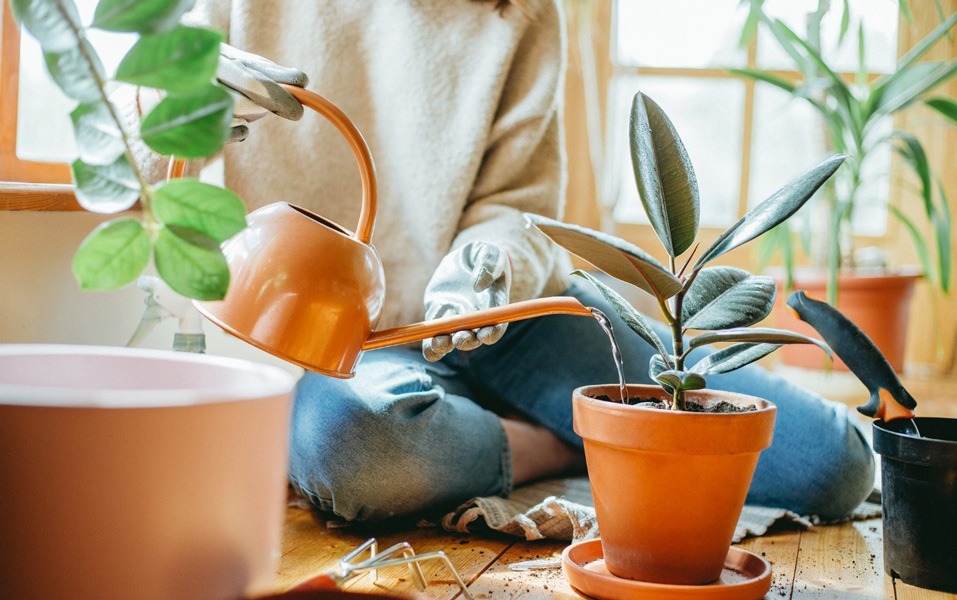 آبیاری و تقویت گیاهان آپارتمانی