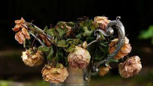 آیا گل خشک انرژی منفی دارد