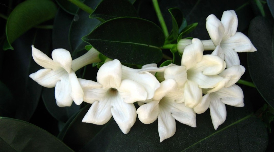 آبیاری به موقع گل یاسمن