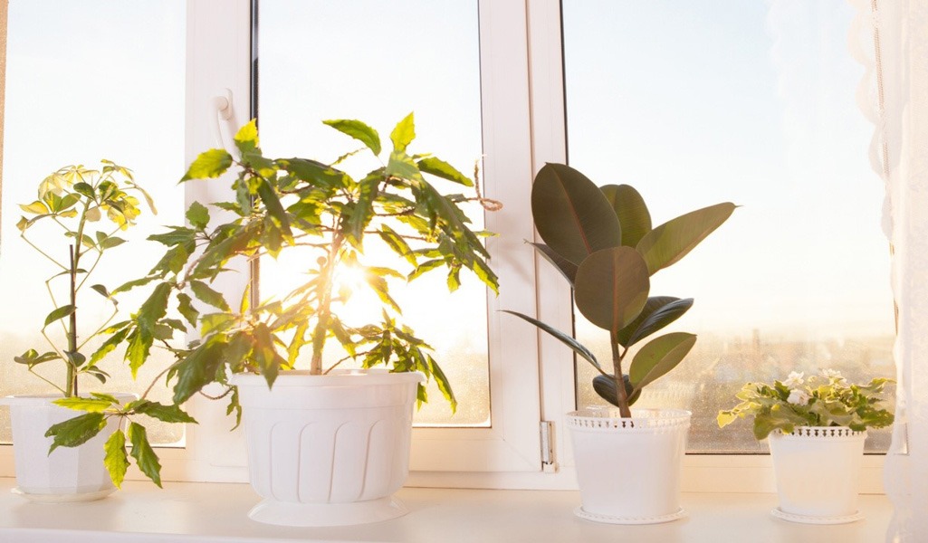 تقویت گیاهان آپارتمانی
