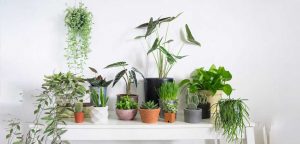 گل های مخصوص گلدان کوچک