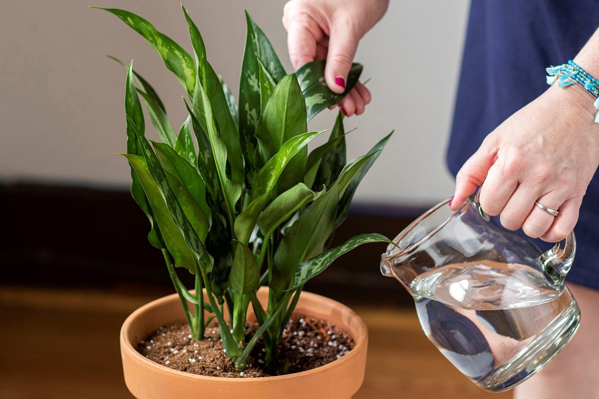 آب برای گیاهان آپارتمانی