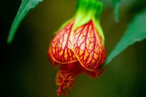 اصول و روش نگهداری افرا گلدار