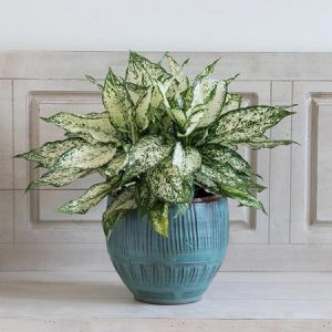 نحوه عوض کردن خاک گلدان