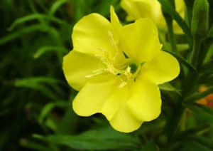 گل هایی که در شب شکوفه می دهند