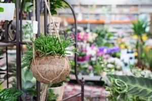 کاکتوس ریپسالیس