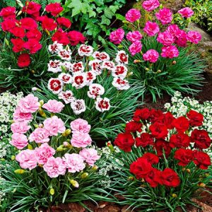 پرورش میخک در خانه و خواص آن