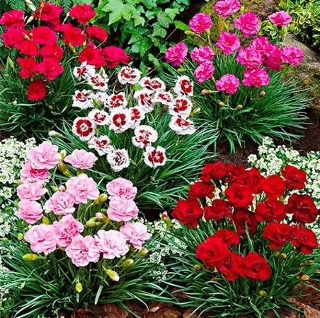 پرورش میخک در خانه و خواص آن