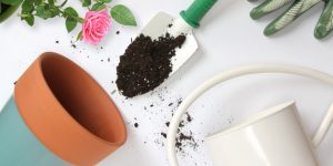 تعویض گلدان در فصل پاییز