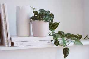 آیا پوتوس برای آپارتمان مناسب است