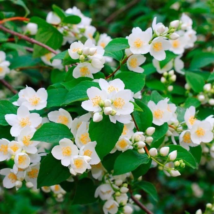  Philadelphus