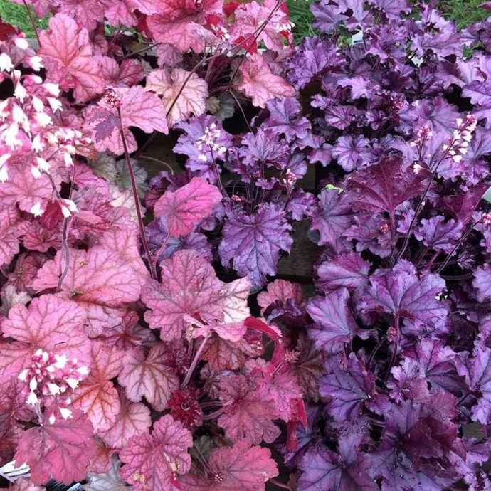 Coralbells