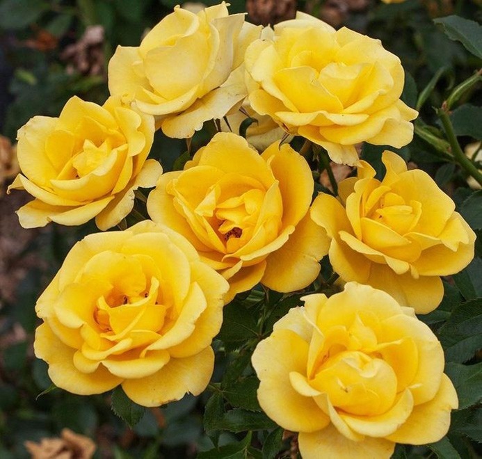 dourada de San Floribunda levantouse
