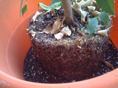 علت پژمرده شدن گیاه بعد از تعویض گلدان